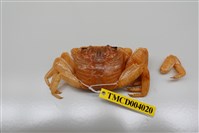 藏品(白紋方蟹)的圖片